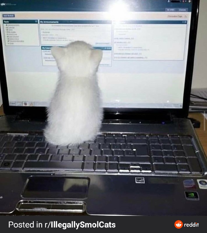 When rubber duck is not able to kill all the bugs and you are forced call in the professionals