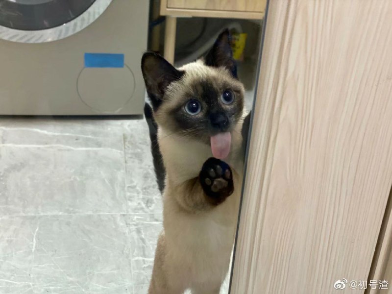 馋嘴猫