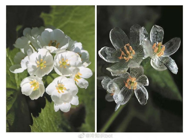 日本山荷叶(Diphylleia grayi)在被雨淋之后，会逐渐变透明